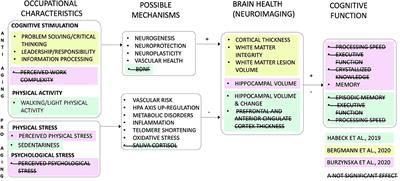 Editorial: Work and Brain Health Across the Lifespan